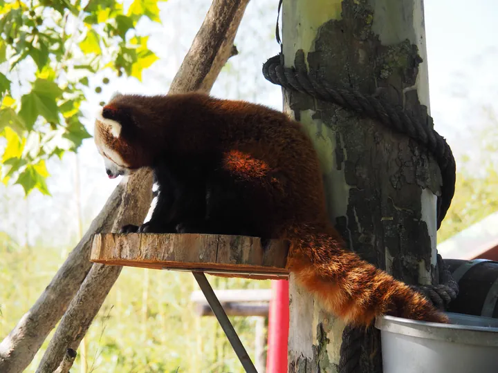 Red panda (Ailurus fulgens) in Zooparc Overloon (The Netherlands)